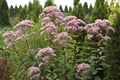 Eupatorium purpureum Sadziec purpurowy